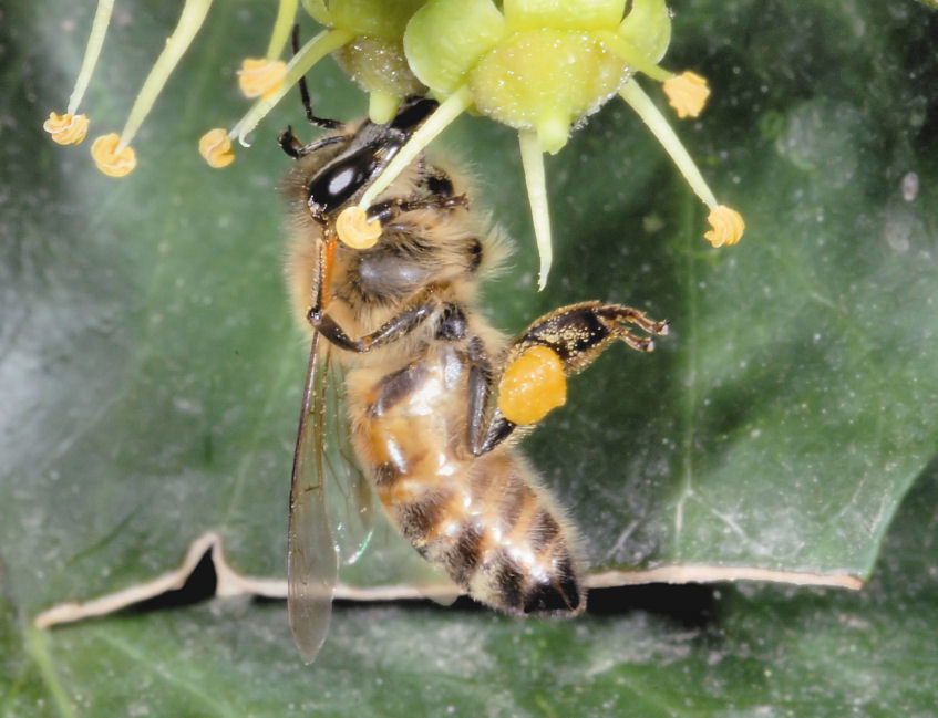 Ape acrobata